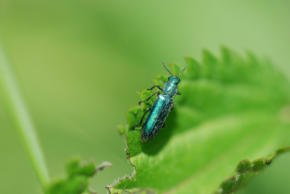 coleottero blu da identificare